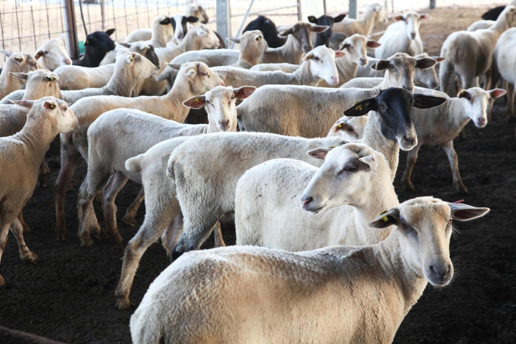 Naot Farm Villa Mashabbe Sade Luaran gambar
